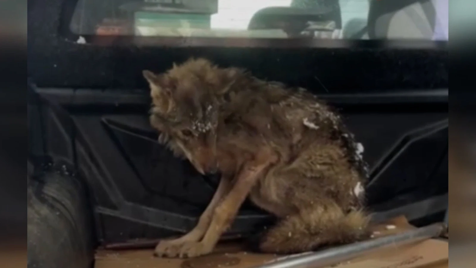 Kar nedeniyle aç kalıp bitap düşen kurt, köpek barınağına sığındı