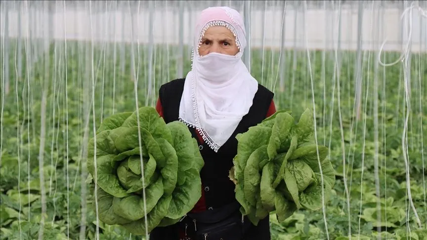 Erzincan’ın seralarında yetişen marulda hasat başladı
