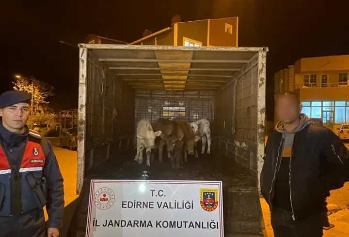 Edirne'de çalınan 6 koyunu jandarma dron yardımıyla buldu; 2 gözaltı