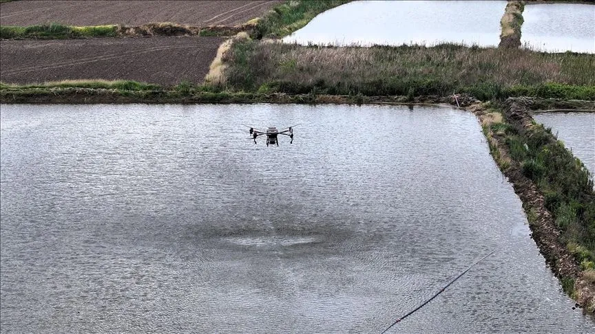 Edirne'de çiftçiler dronla çeltik ekimi yaparak maliyetleri düşürüp verimi artırıyor