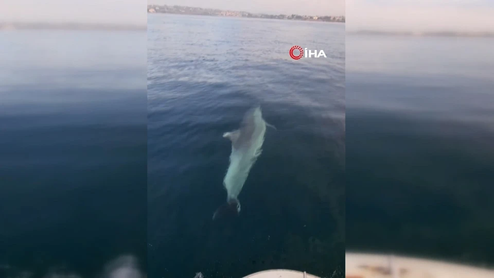 Marmara Denizi’nde Yunus Sürprizi: Tekneye Eşlik Etti