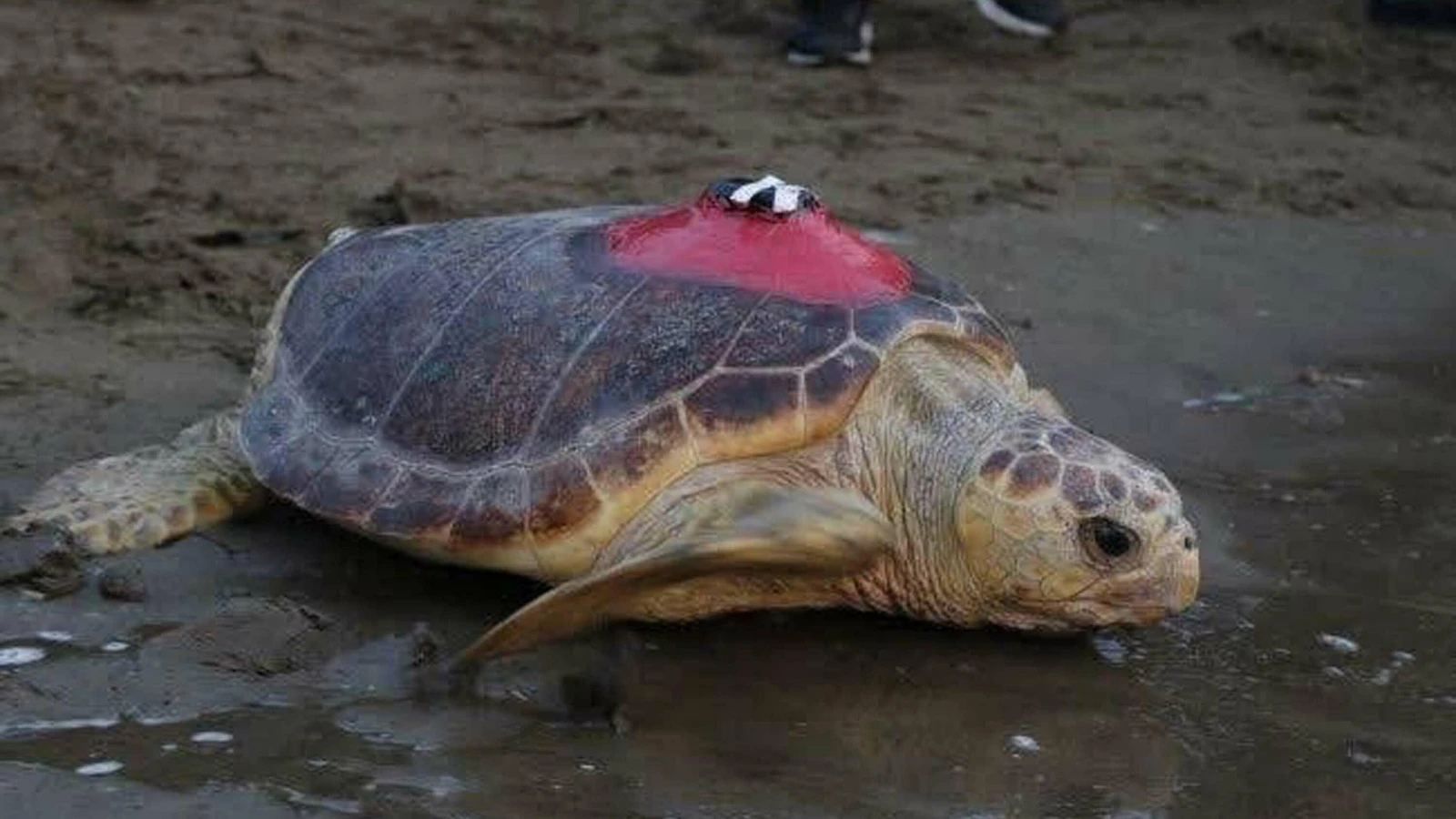 Caretta caretta 'Tuba' 5 ayda 10 bin kilometre kat etti