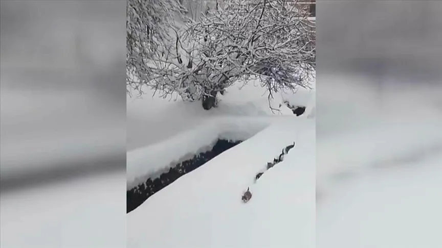 İmamın seslendiği kedilerin karda sıralı şekilde yürümesi görüntülendi