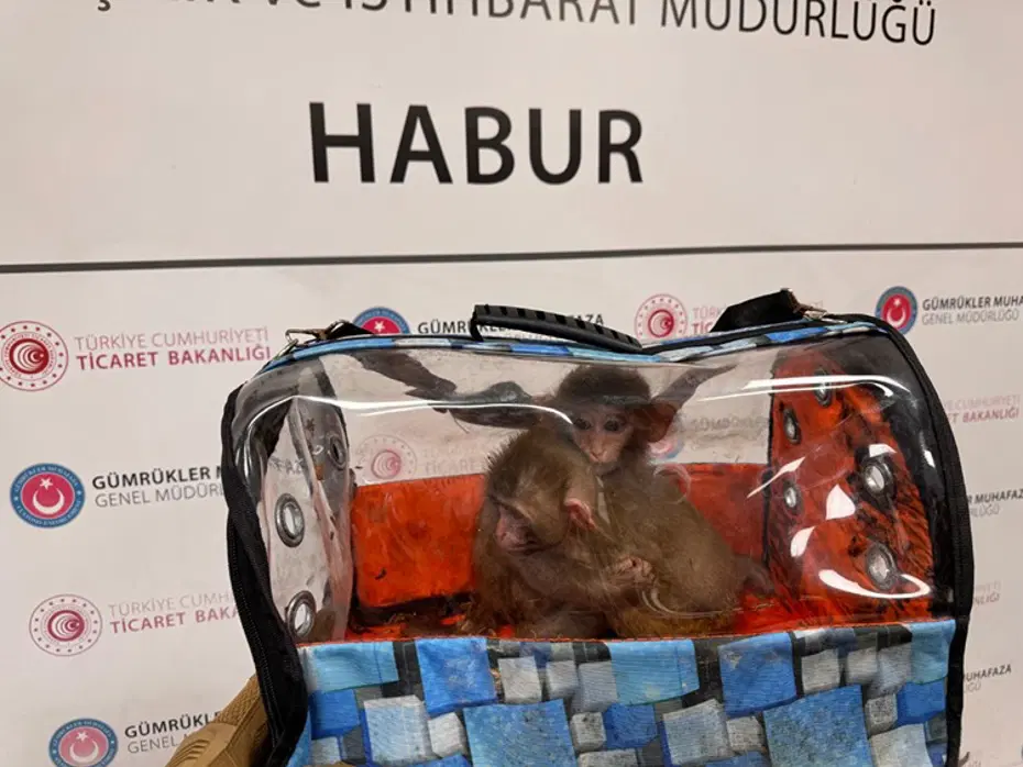 Sevimli kaçaklar açıklandı. 85 bin canlı hayvan kaçırılırken kurtarıldı