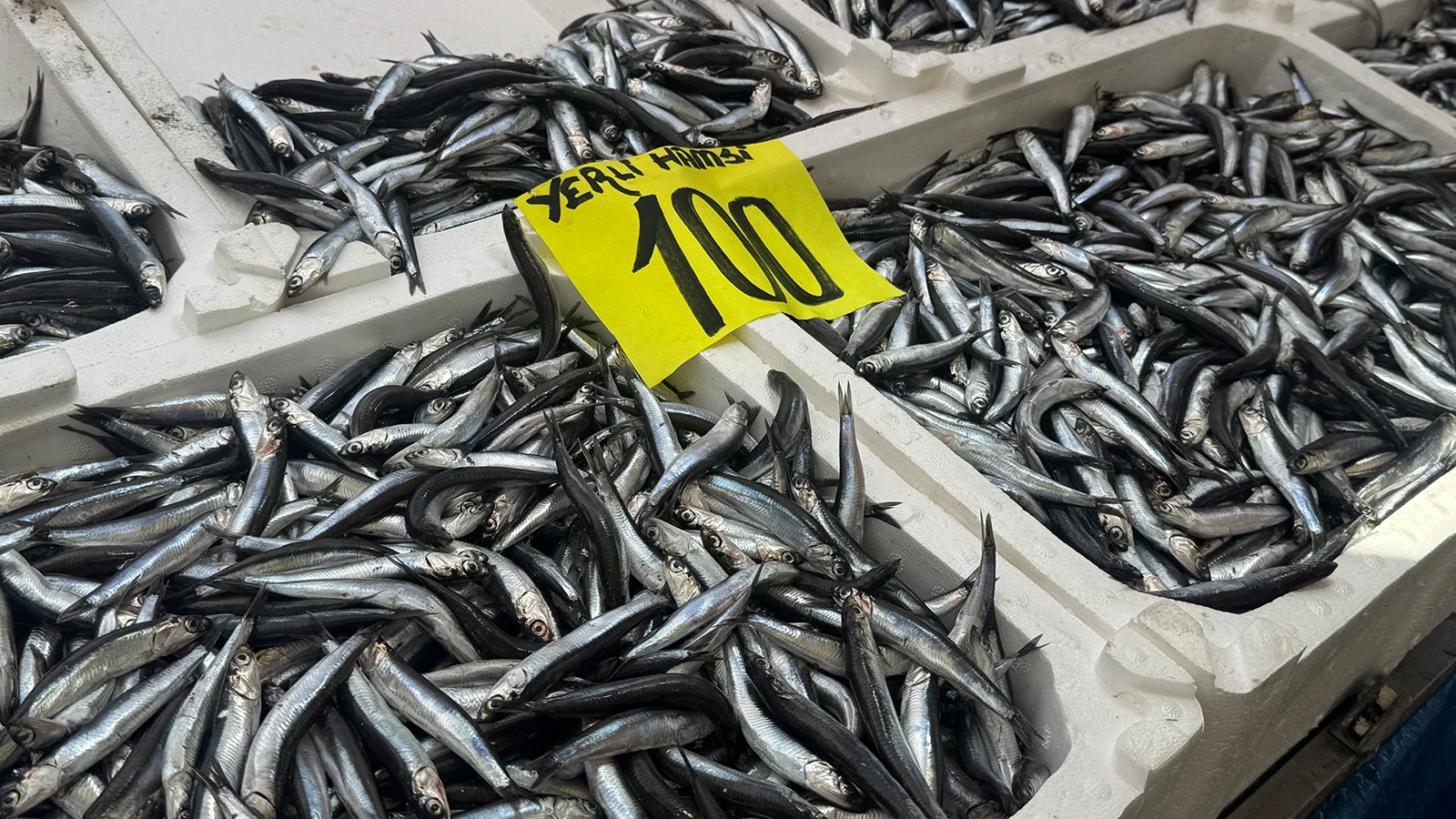 Zonguldak tezgahlarında hamsi bolluğu