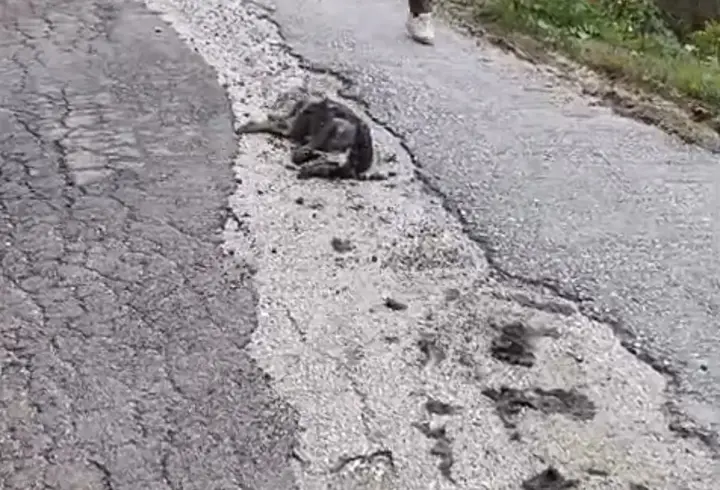 Hatay’da 5 günde 25 köpek zehirlenerek öldü