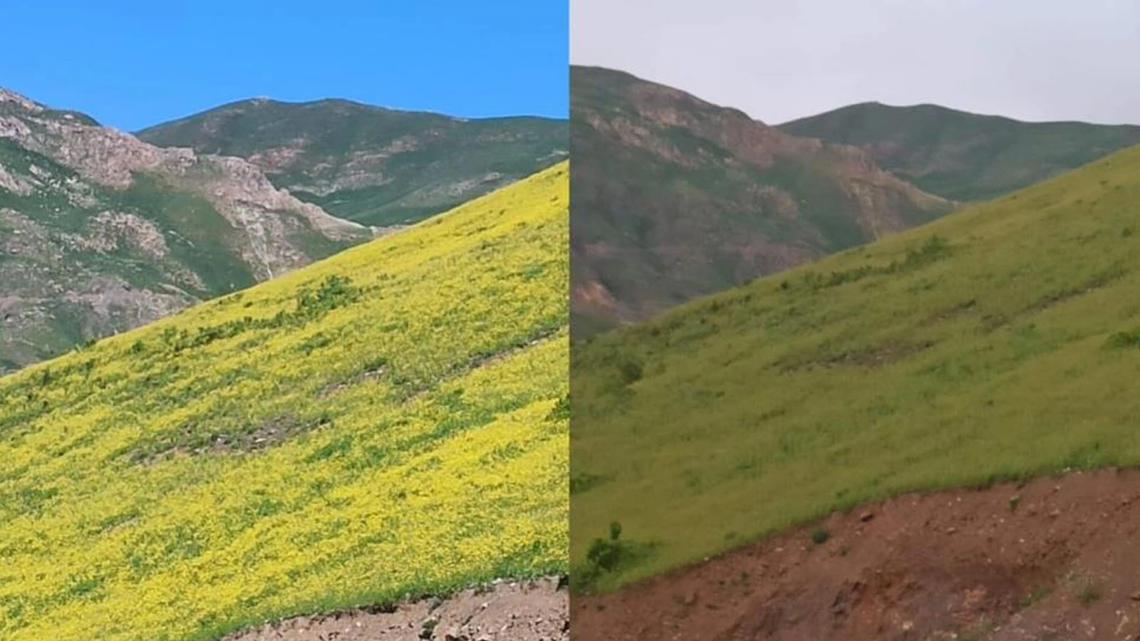 Hakkari'de görüldü! Güneşle açıyor, gün batımıyla yok oluyor