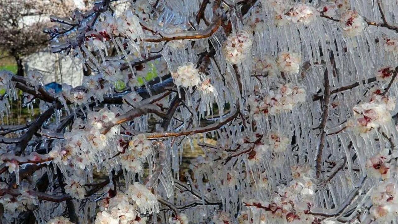 Çiftçilere "zirai don" uyarısı! Meteoroloji  il il açıkladı