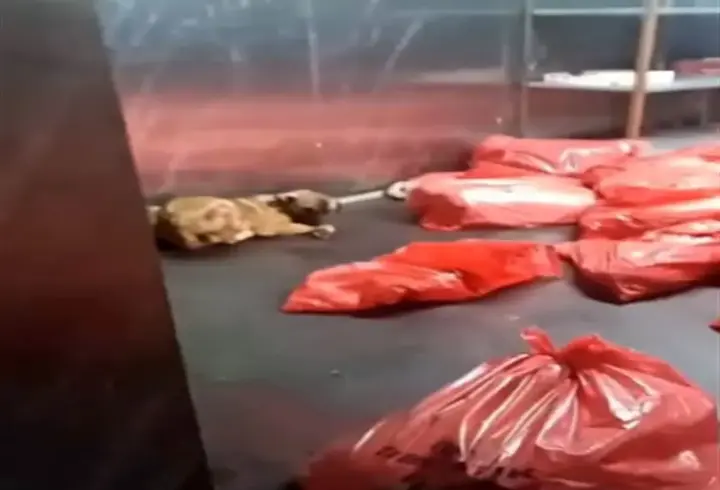 Ankara Büyükşehir Belediyesi'nden 'barınak' açıklaması
