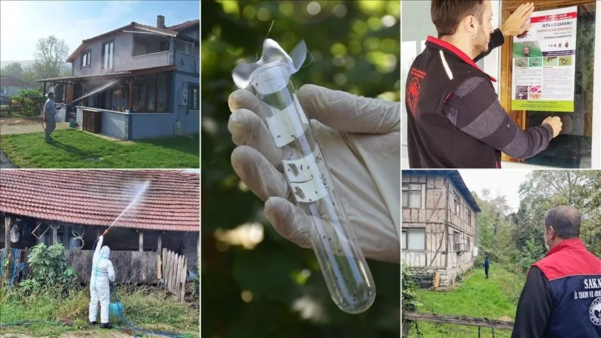 Sakarya'da kahverengi kokarca etkin mücadeleyle sıkı takipte