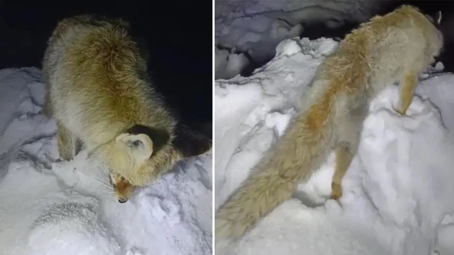 Bu fotoğraf Rusya'dan değil, Türkiye'den... Yiyecek aradığı sırada ayakta dondu!