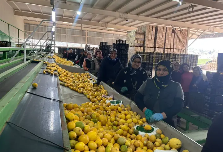 Silifke halinde limonun kilosu 40 TL'ye düştü