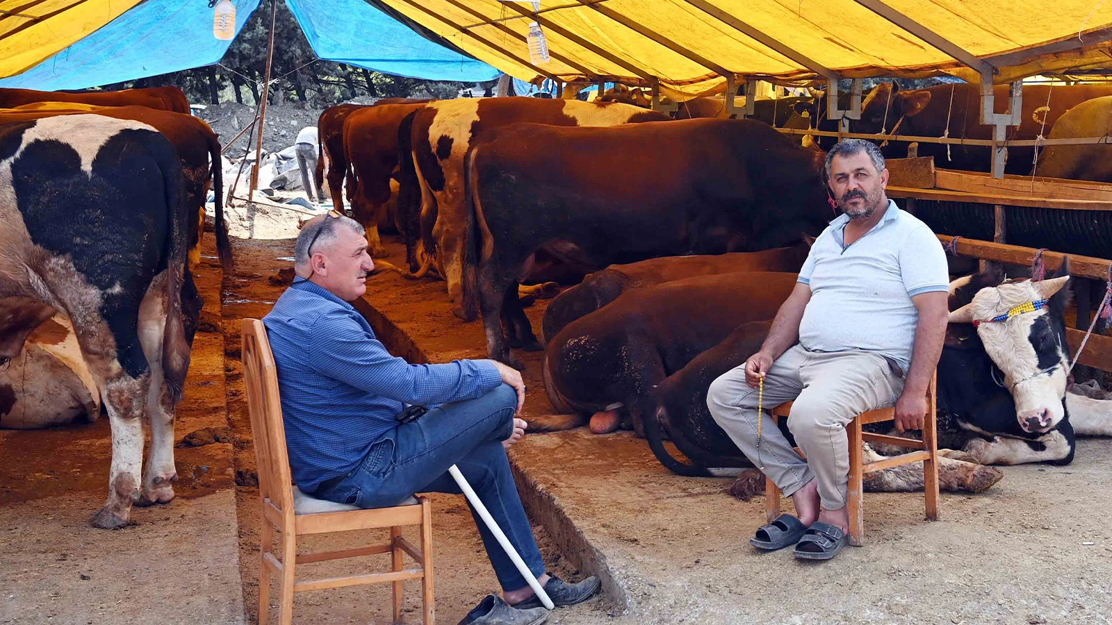 Bahçelievler Belediyesi: Hayvanların büyük çoğunluğu satıldı