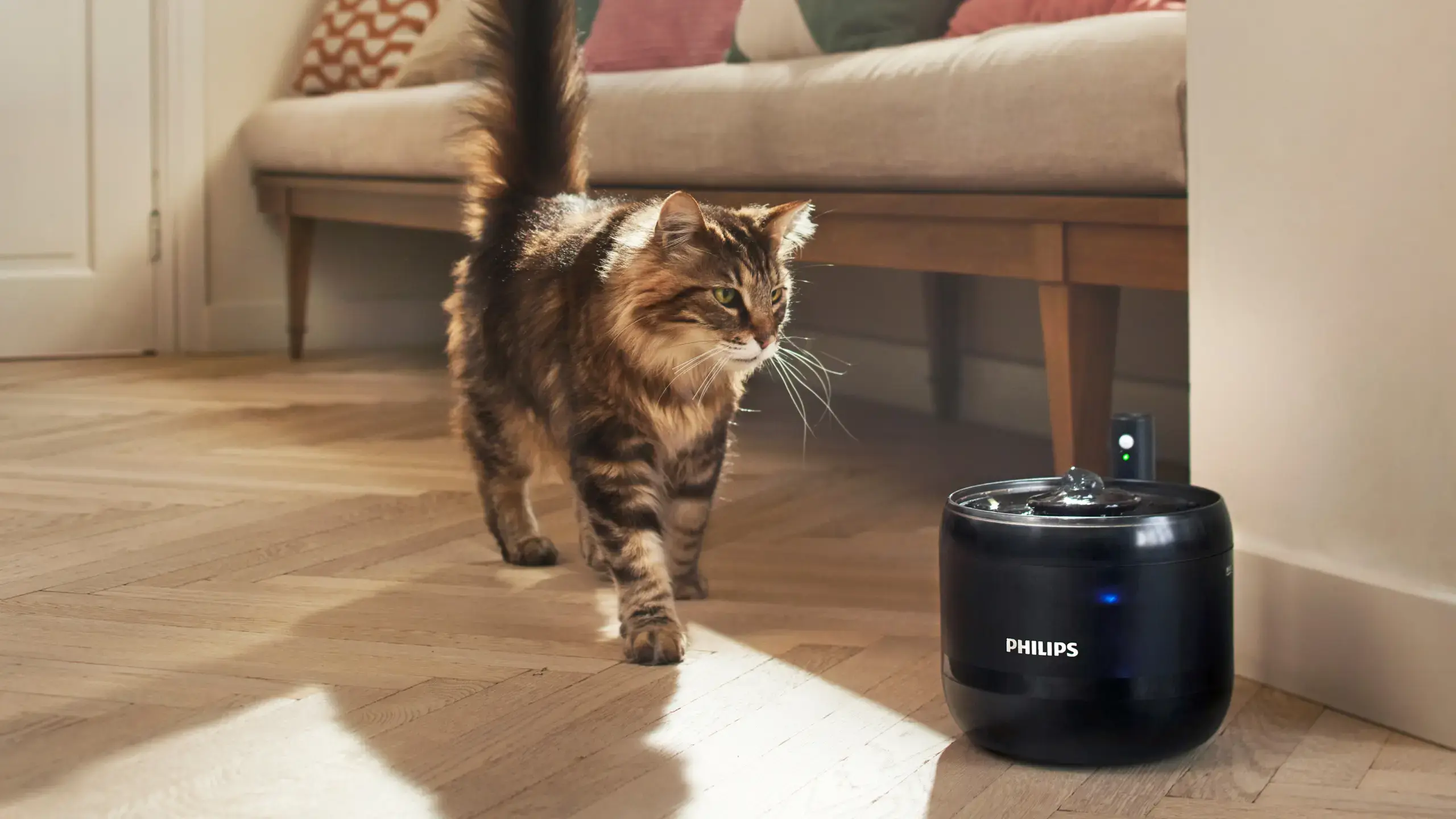 Philips Pet Serisi Alışverişleri Engelli Hayvanlar İçin Desteğe Dönüşüyor