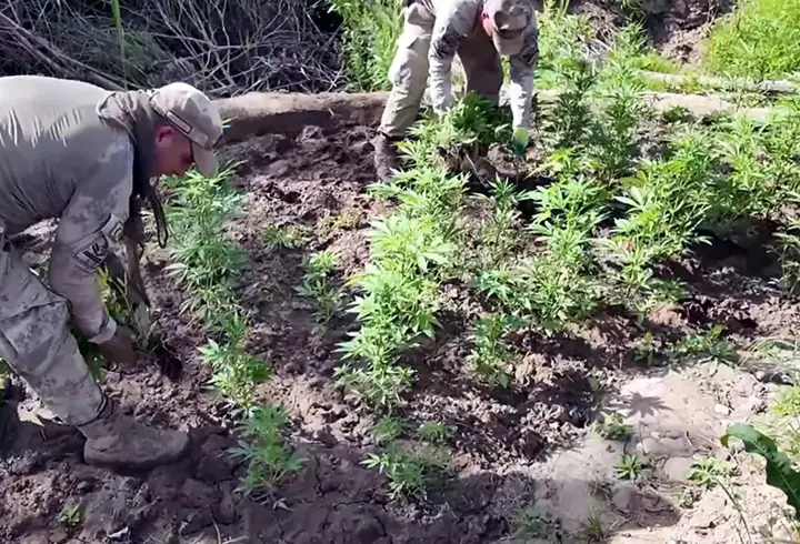 Son Dakika! Diyarbakır'da dev uyuşturucu operasyonu: 12 milyon 389 bin kök kenevir ele geçirildi