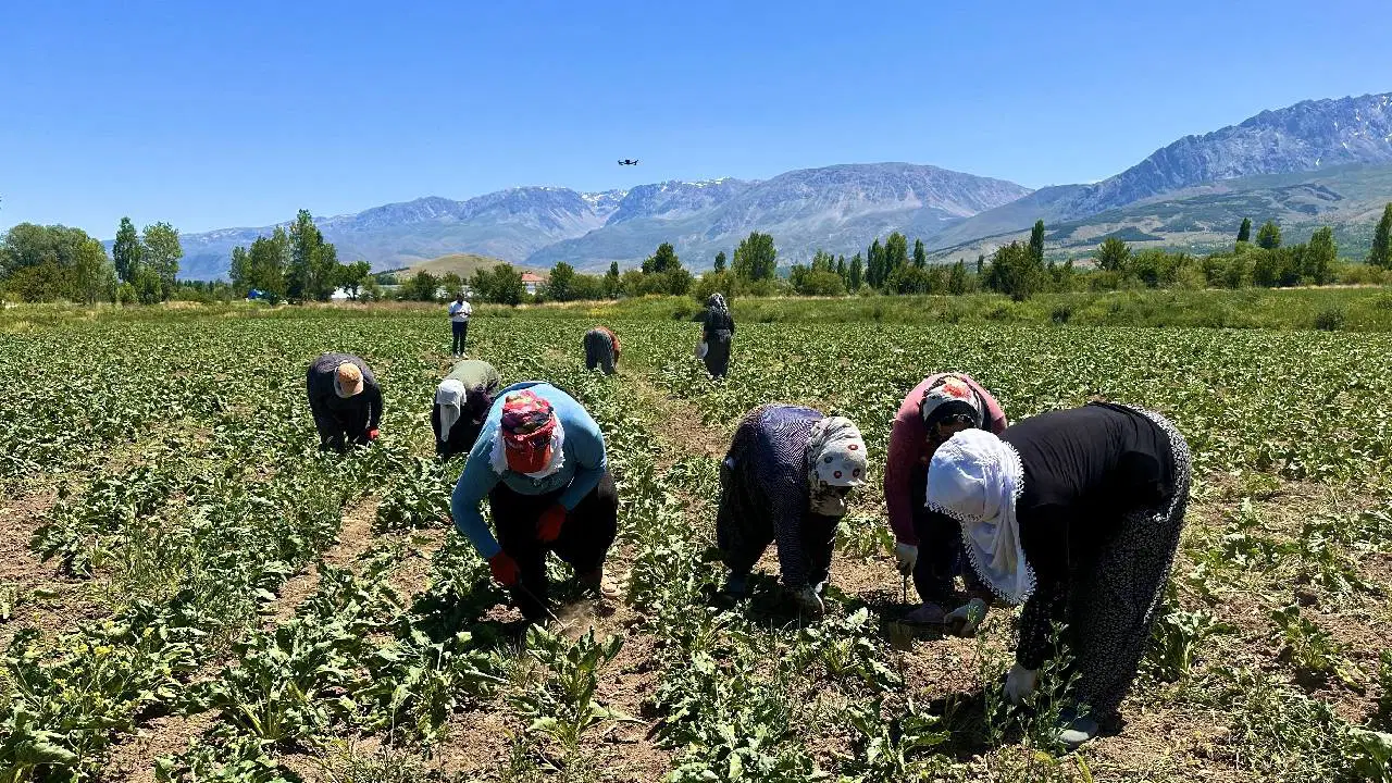 Hasadı İçin Şehir Dışından Akın Ettiler: Nisan Ayında Toprağa Düştü, Sökümü Tam 2 Ay Sürecek