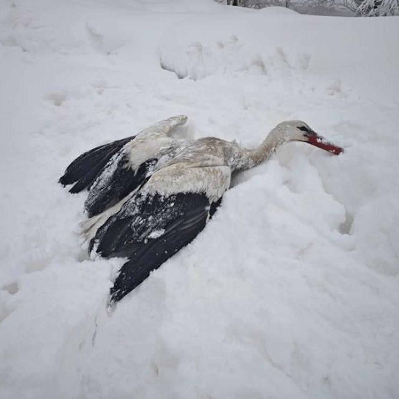 Kanatları donan leyleği böyle kurtardı