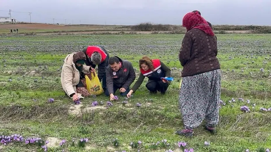 Gramı altınla yarışıyor: Tekirdağ'da üretimi yaygınlaştı