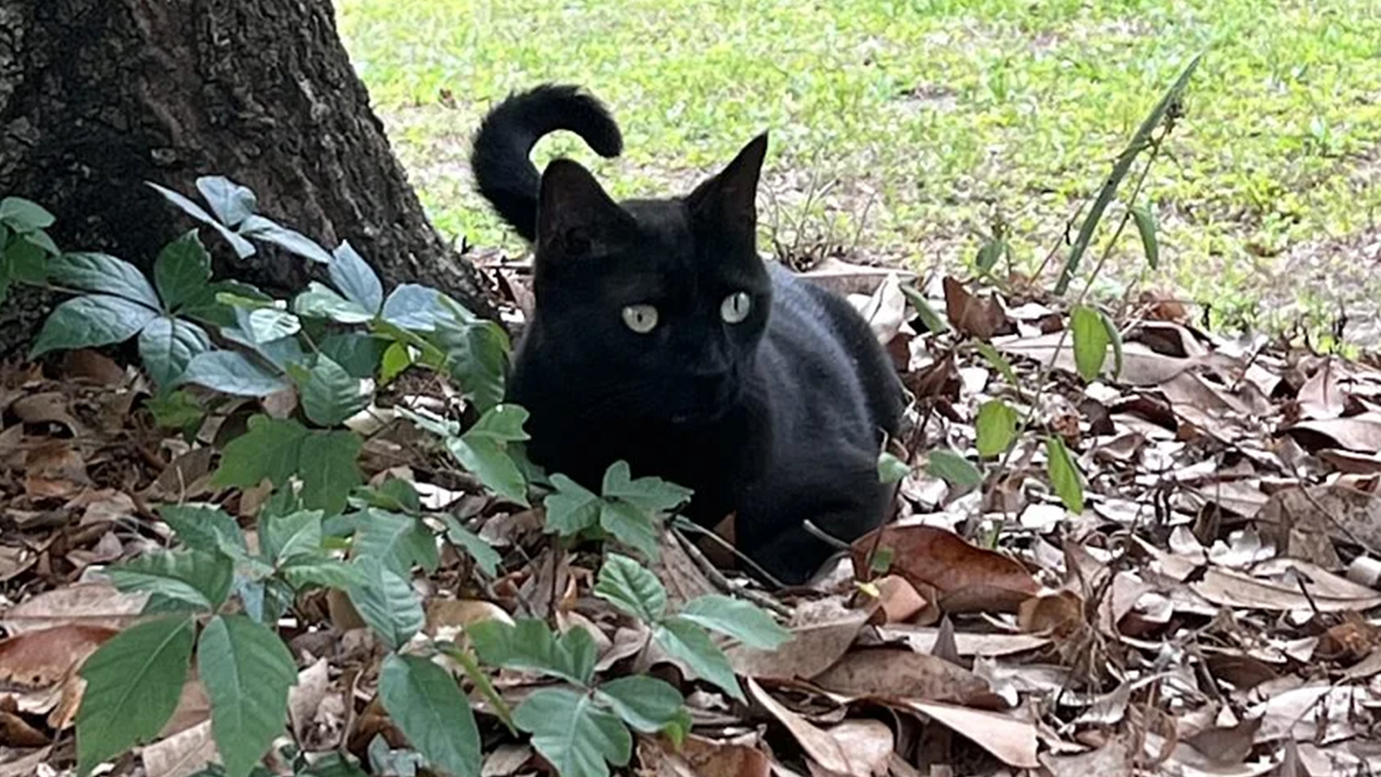  Kedi Pepper Sayesinde Yeni Bir Ortoreovirüs Türü Keşfedildi! 