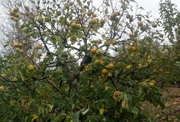 Kozan'da Fırtına, Hurma Bahçelerine Zarar Verdi