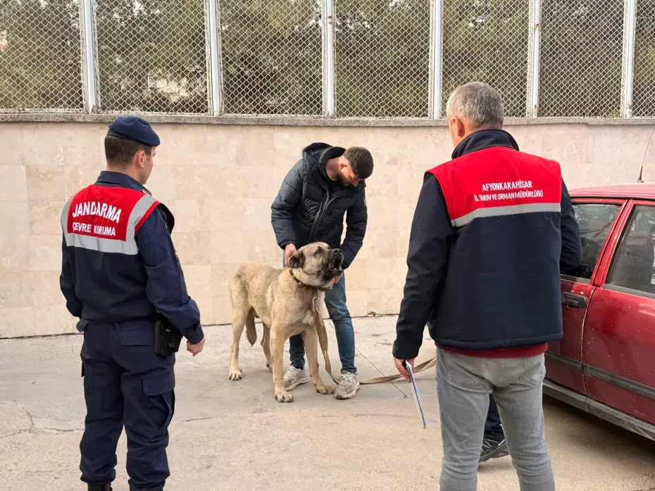 Köpek dövüştüren 12 kişi gözaltına alındı
