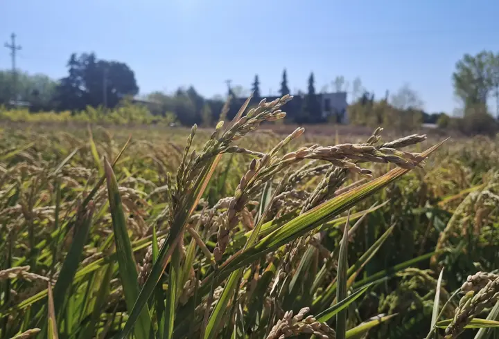 Bursa'da, su tasarruflu çeltik üretimi