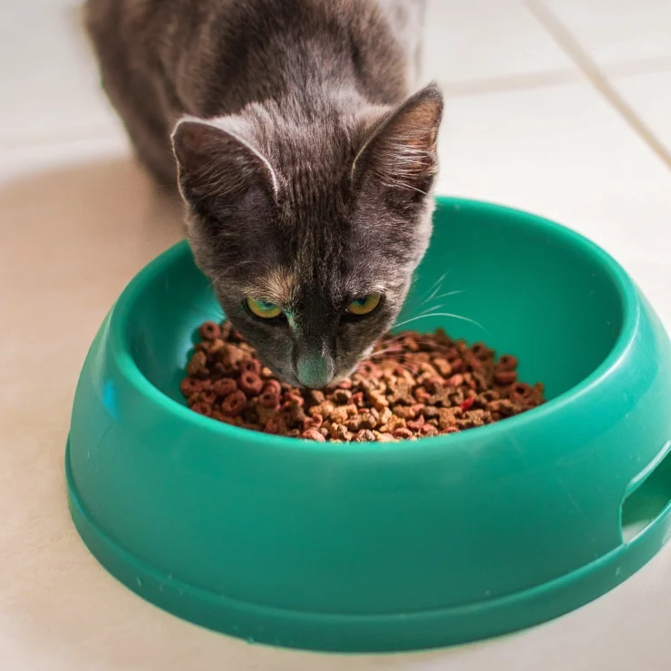 Kedi Maması Araştırması: Ağır Metal, Pestisit Ve Plastik Tespit Edildi