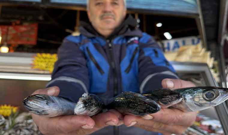 İstavrit, Çinekop, Mezgit... Ne Varsa Yuttu! Fiyatı 30 Liraya Kadar Düştü...
