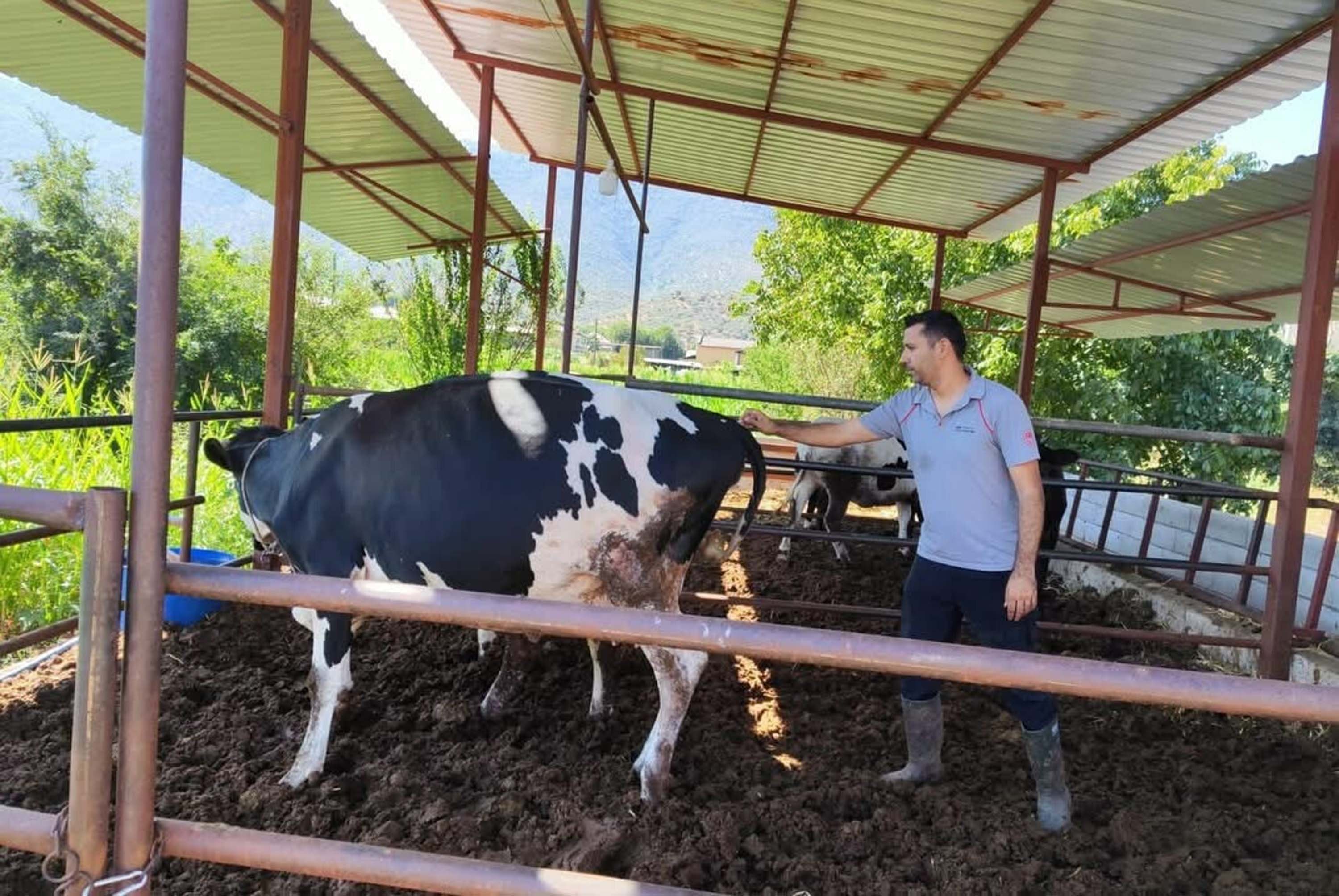 Bir şehirde şap krizi çıktı: 11 mahalle karantinaya alındı!