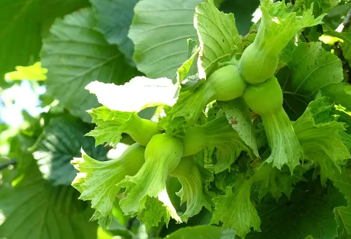 Samsun’da tahmini fındık rekolte çalışması yürütülüyor