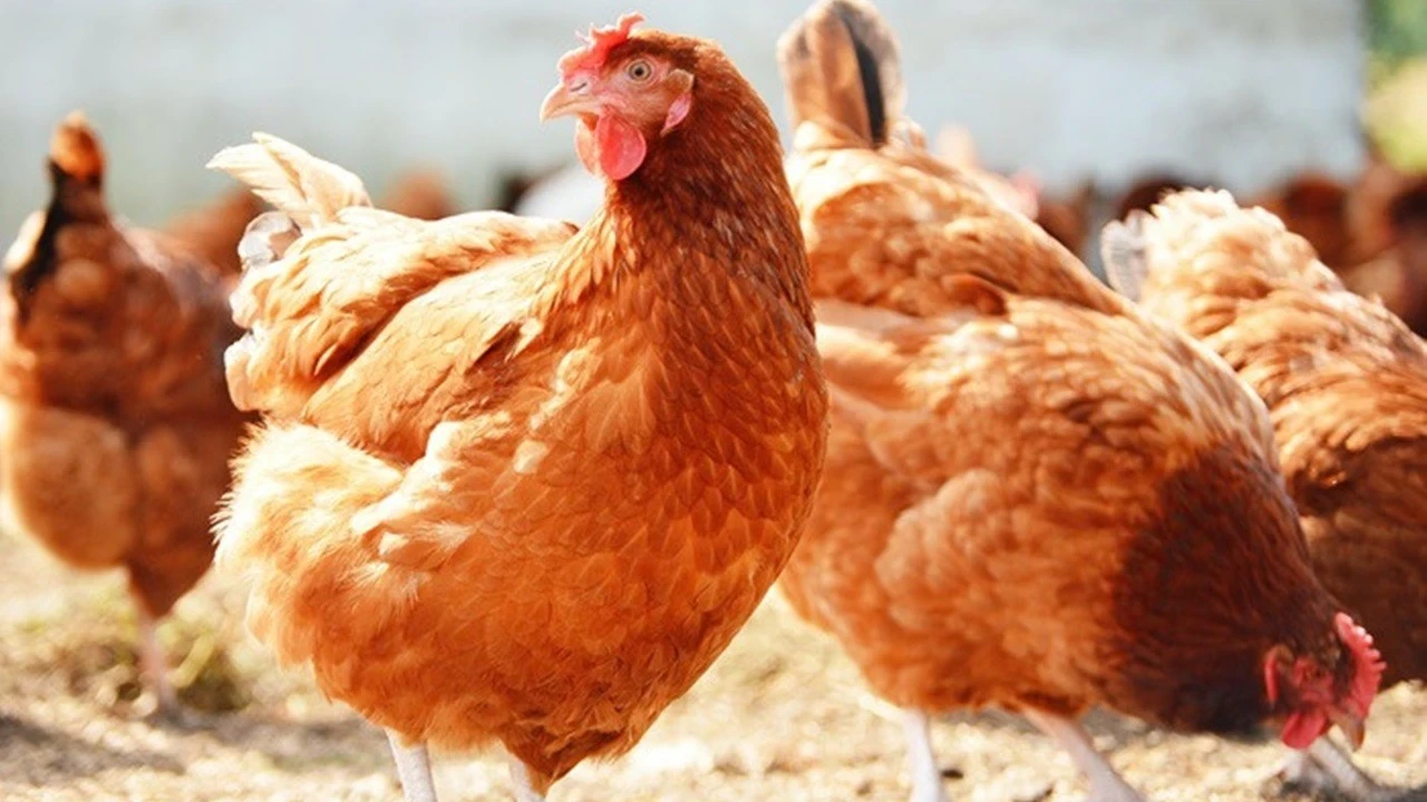 Yumurtacı tavukların kafes standartlarında değişikliğe gidildi