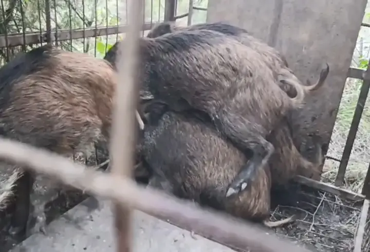 Çatalca’da ormanda domuz kapanları bulundu: Kaçak avcılara soruşturma