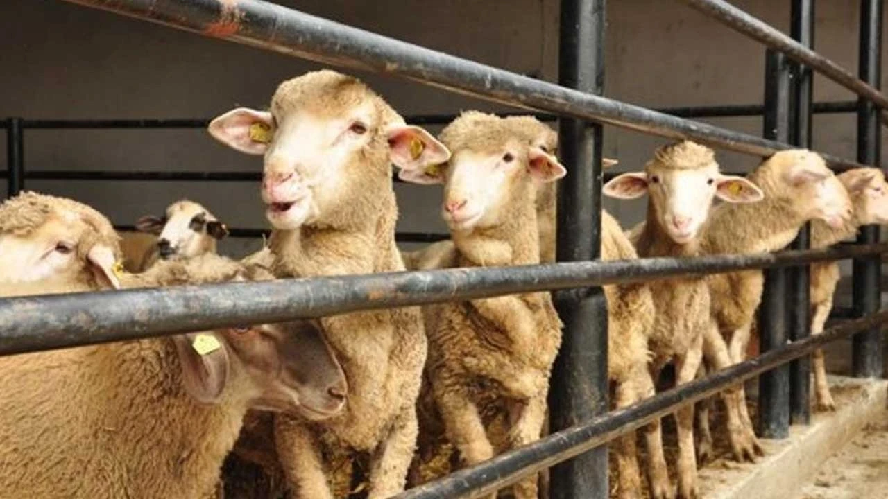 Kurban Bayramı tarihleri araştırılıyor... İşte Kurban Bayramı'nın ilk günü