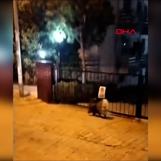 Aydın'da Kuşadası’nda Nesli Tehlike Altında Olan Oklu Kirpi Kameraya Yansıdı