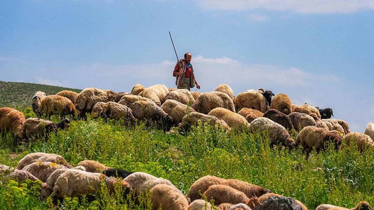 Aynı kentte üç çoban yıldırım isabet etmesi nedeniyle öldü