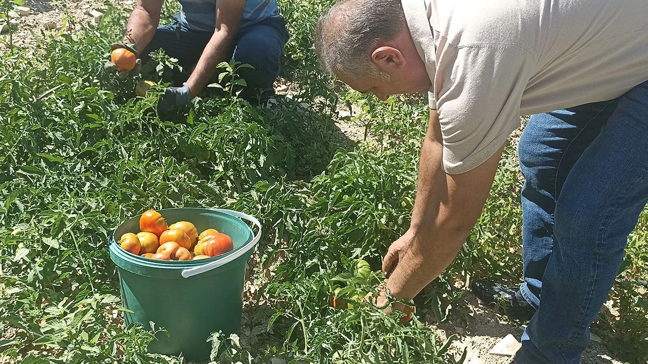 Kayısıyı don vurdu: Ata tohumundan domates hasadı başladı