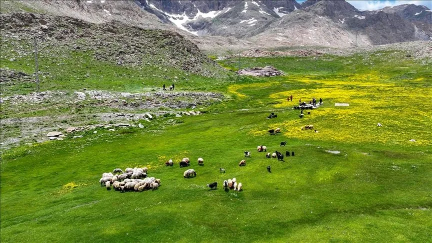 Havanın ısınmasıyla Van'ın yaylalarındaki hareketlilik arttı 