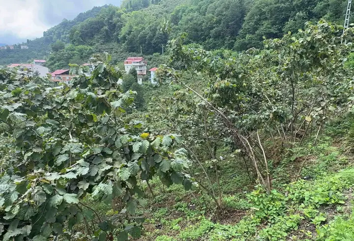 Doğu Karadeniz’den 6 ayda 1,4 milyar dolarlık fındık ihracatı
