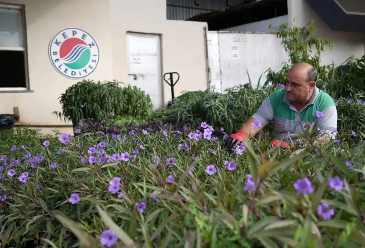 Kepez'de Yetiştirilen Çiçekler Antalya'ya Renk Katıyor