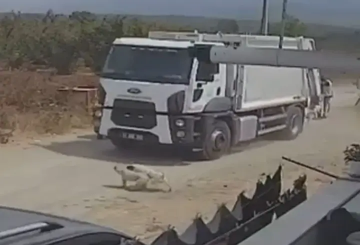 Ezerek öldürdükleri köpekleri çöp kamyonuna atıp götürdüler; o anlar kamerada
