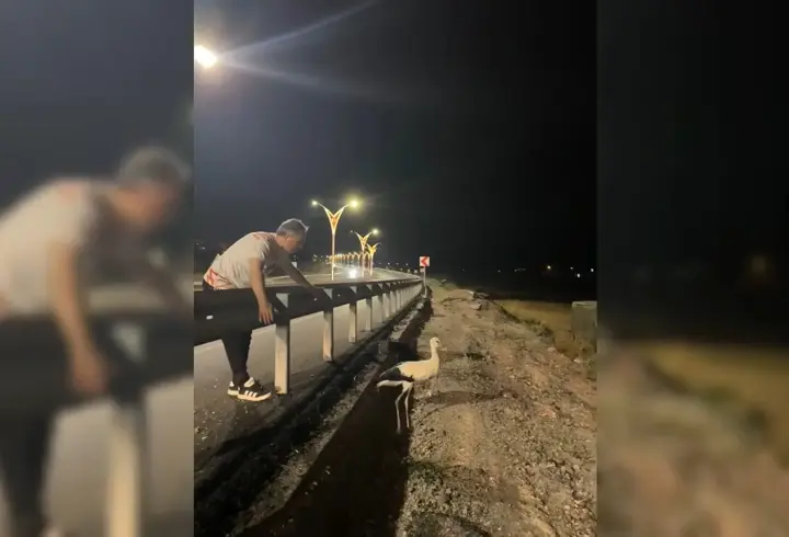 Yola düşen leylek çifti, Başkan Çenet’in müdahalesiyle kurtuldu