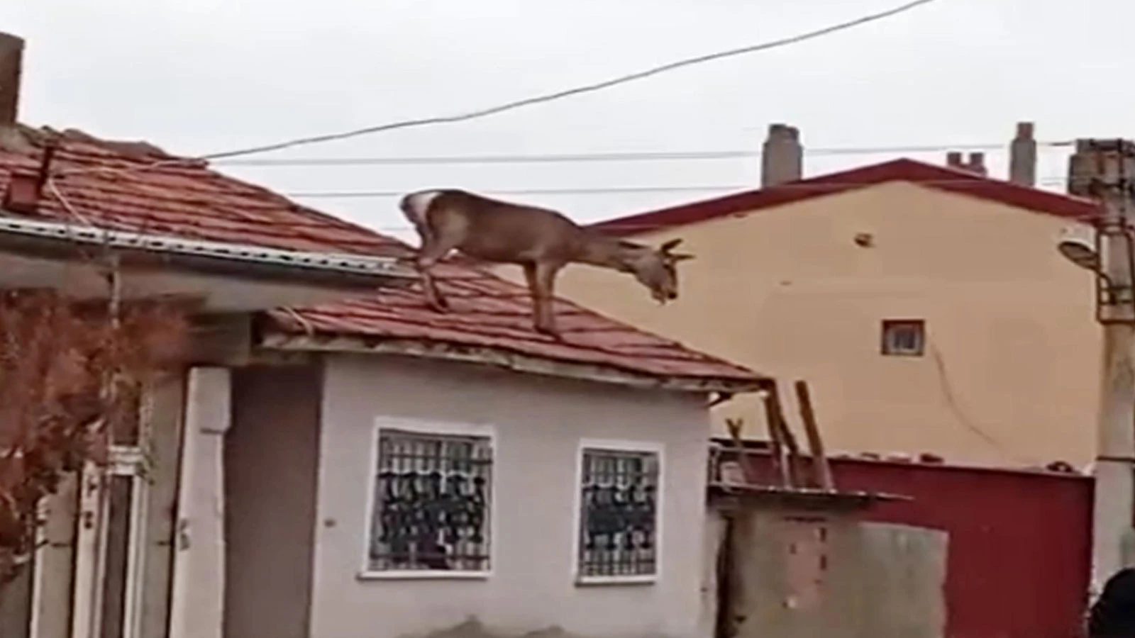 Köpeklerden korkup çatıya çıkan kızıl geyik düşerek öldü