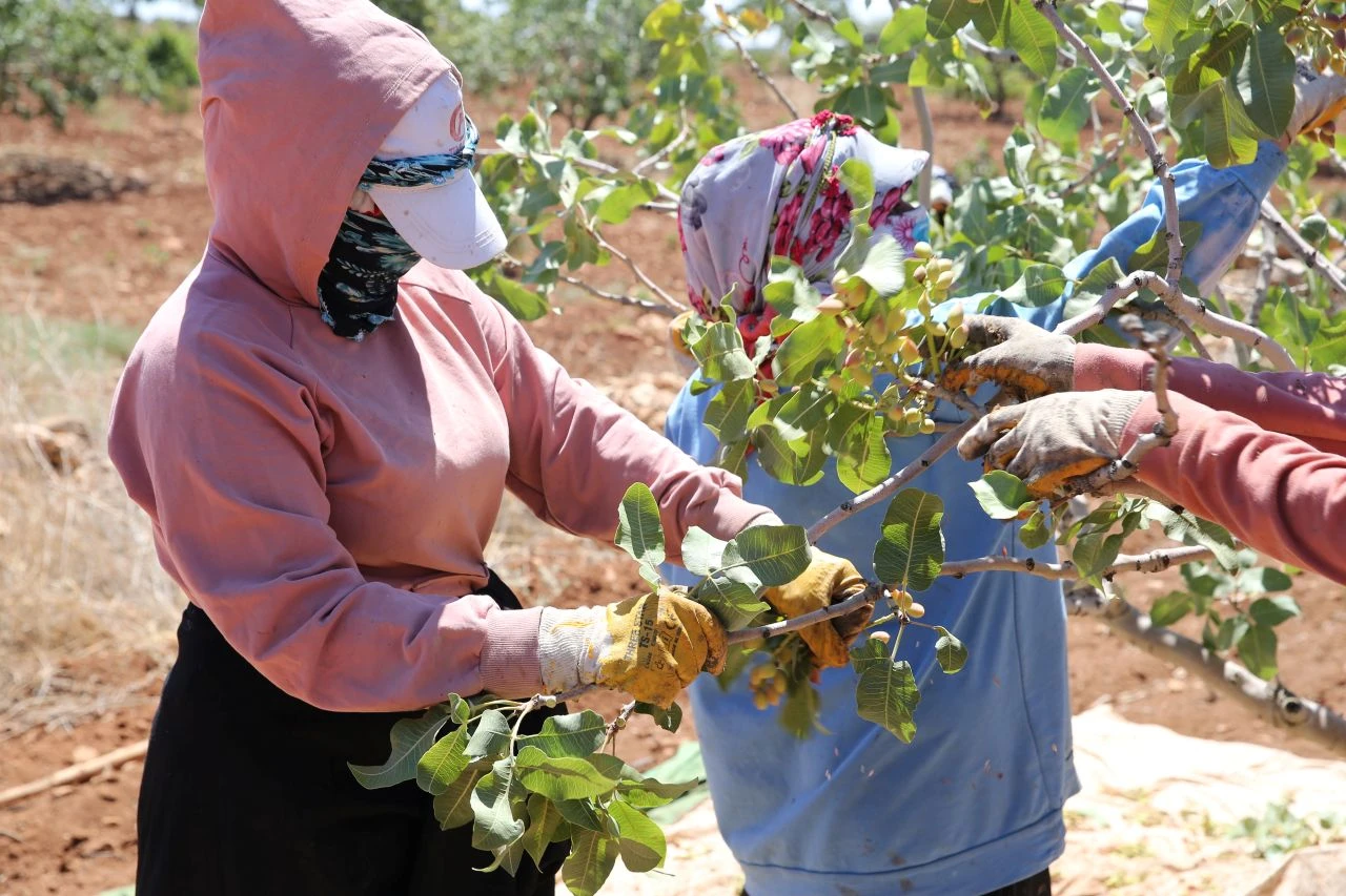 Boz Antep fıstığı kilosu 700 liradan satılıyor: Üretici mutlu