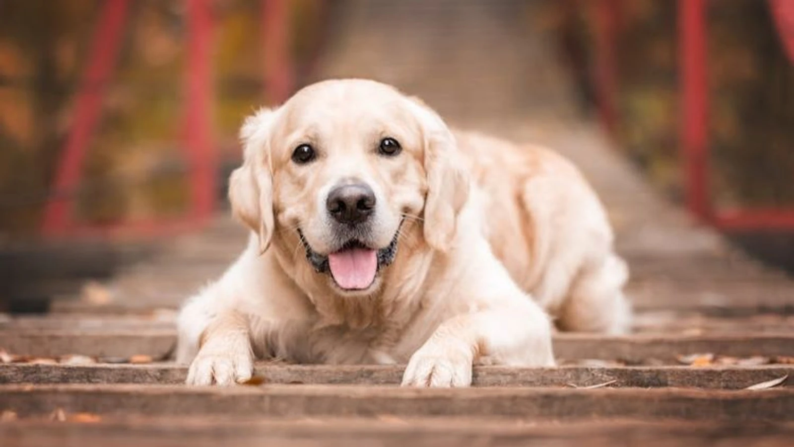 Eğitilmiş köpekler Parkinson hastalığını yüzde 98 doğrulukla tespit etti