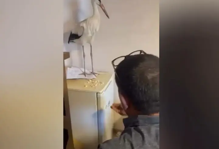 Yaralı leyleği sığındığı iş yerinde elleriyle besledi
