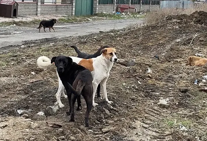 Sahipsiz köpek sorununda veteriner hekimlere yeni görev