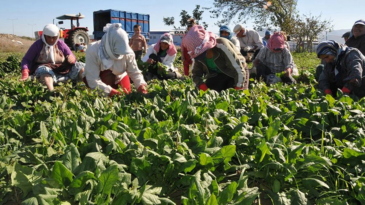 Meyve ve sebzelerde pestisit alarmı: Çilek, ıspanak ve elma zirvede