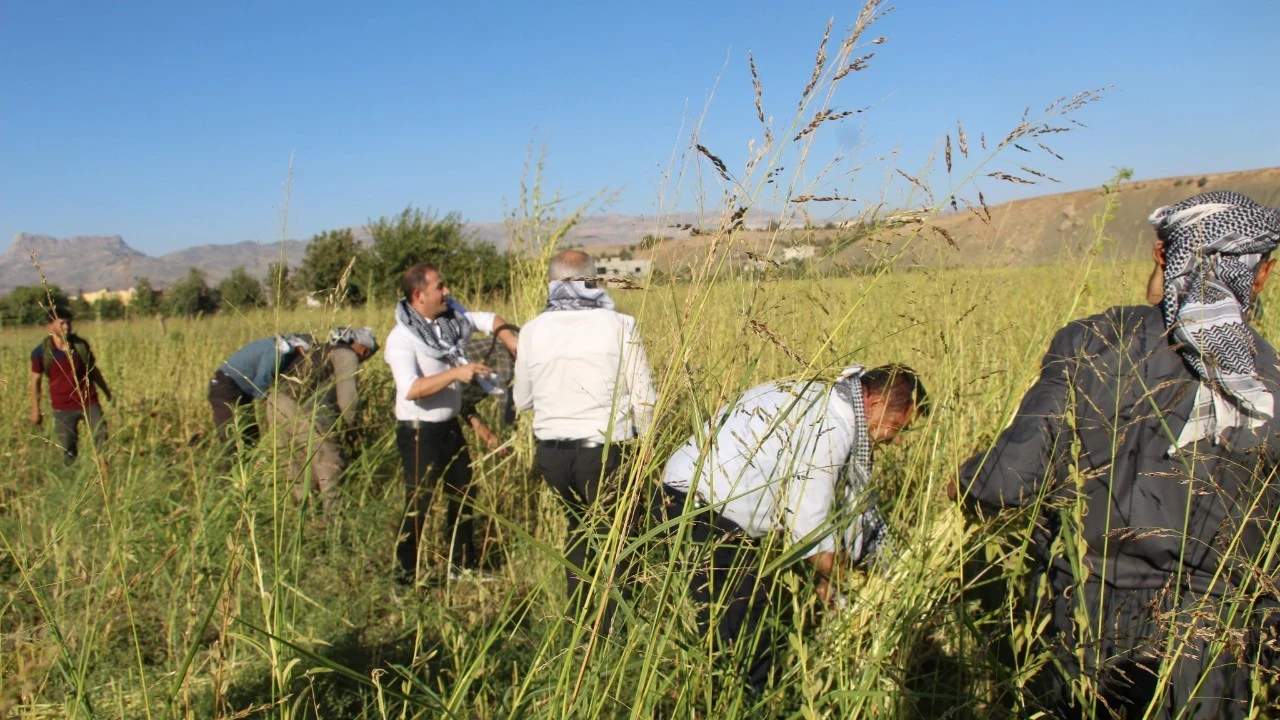Şırnak’ta 5 bin dekar alanda susam hasadı başladı: 300 ton rekolte bekleniyor