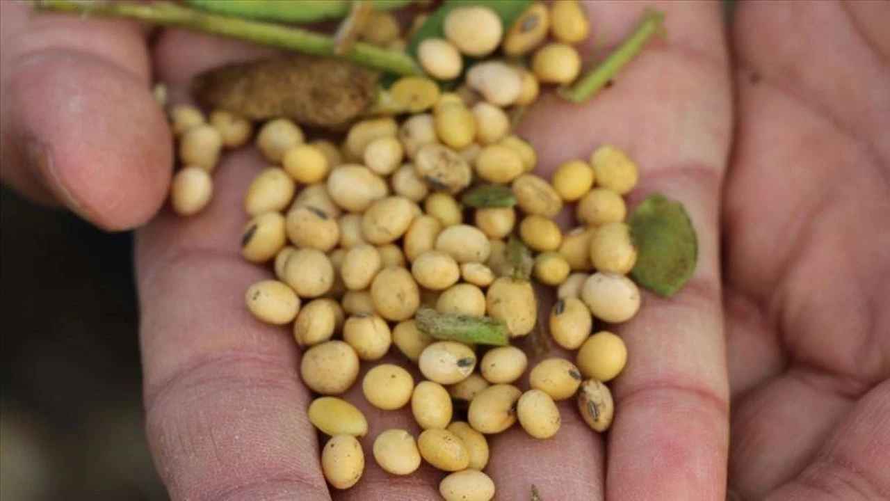 ABD-Çin ilişkisi soya fiyatlarının barometresi haline geldi