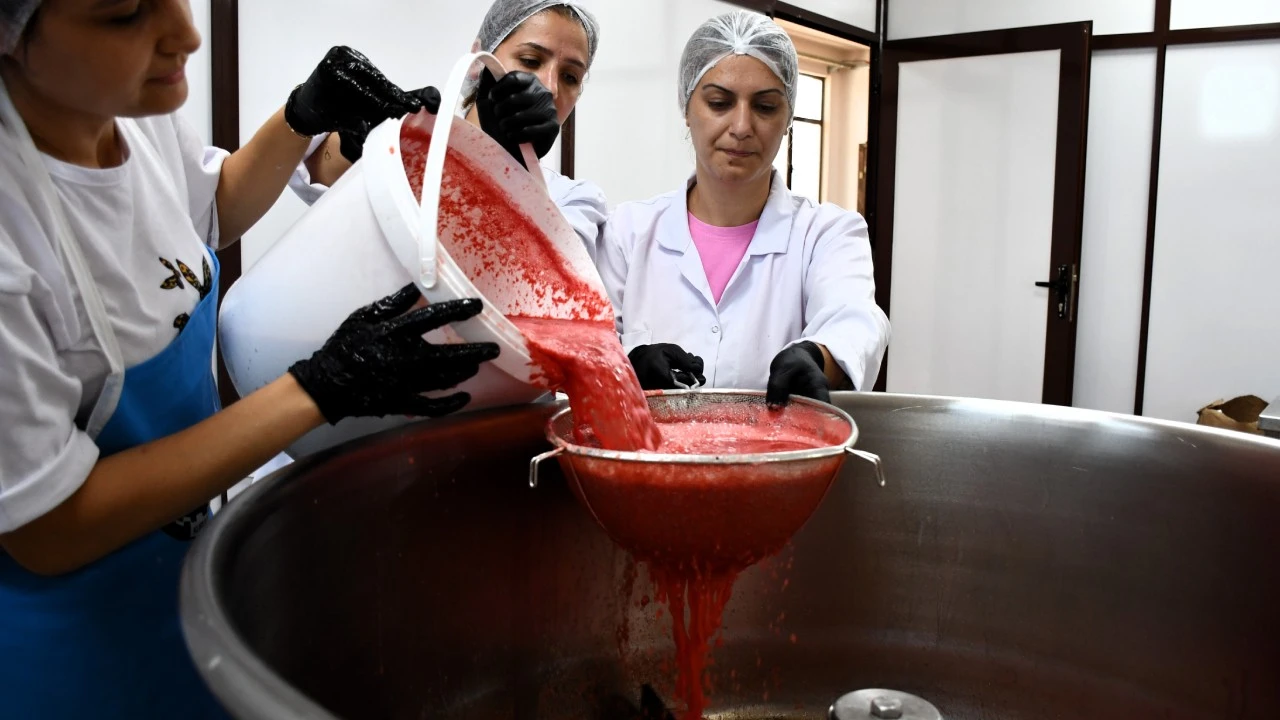 Tarlada kalan karpuzdan ürettiler, 25 kat daha fazla kazanç sağladılar
